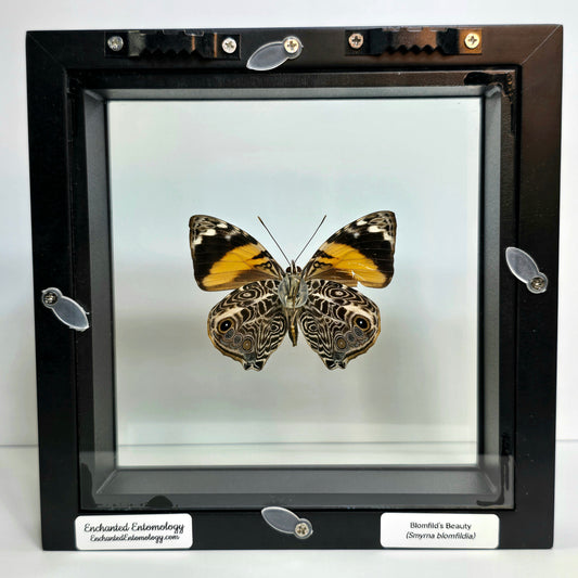 Blomfild's Beauty Butterfly Shadow Box Frame