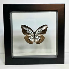 Load image into Gallery viewer, Common Wanderer Butterfly Shadow Box Frame
