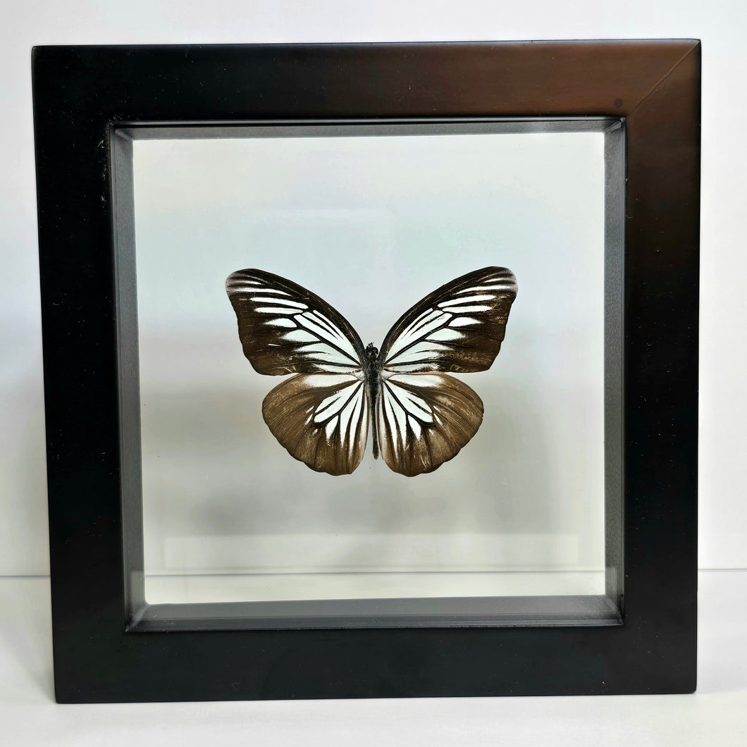 Common Wanderer Butterfly Shadow Box Frame