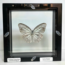 Load image into Gallery viewer, Common Wanderer Butterfly Shadow Box Frame
