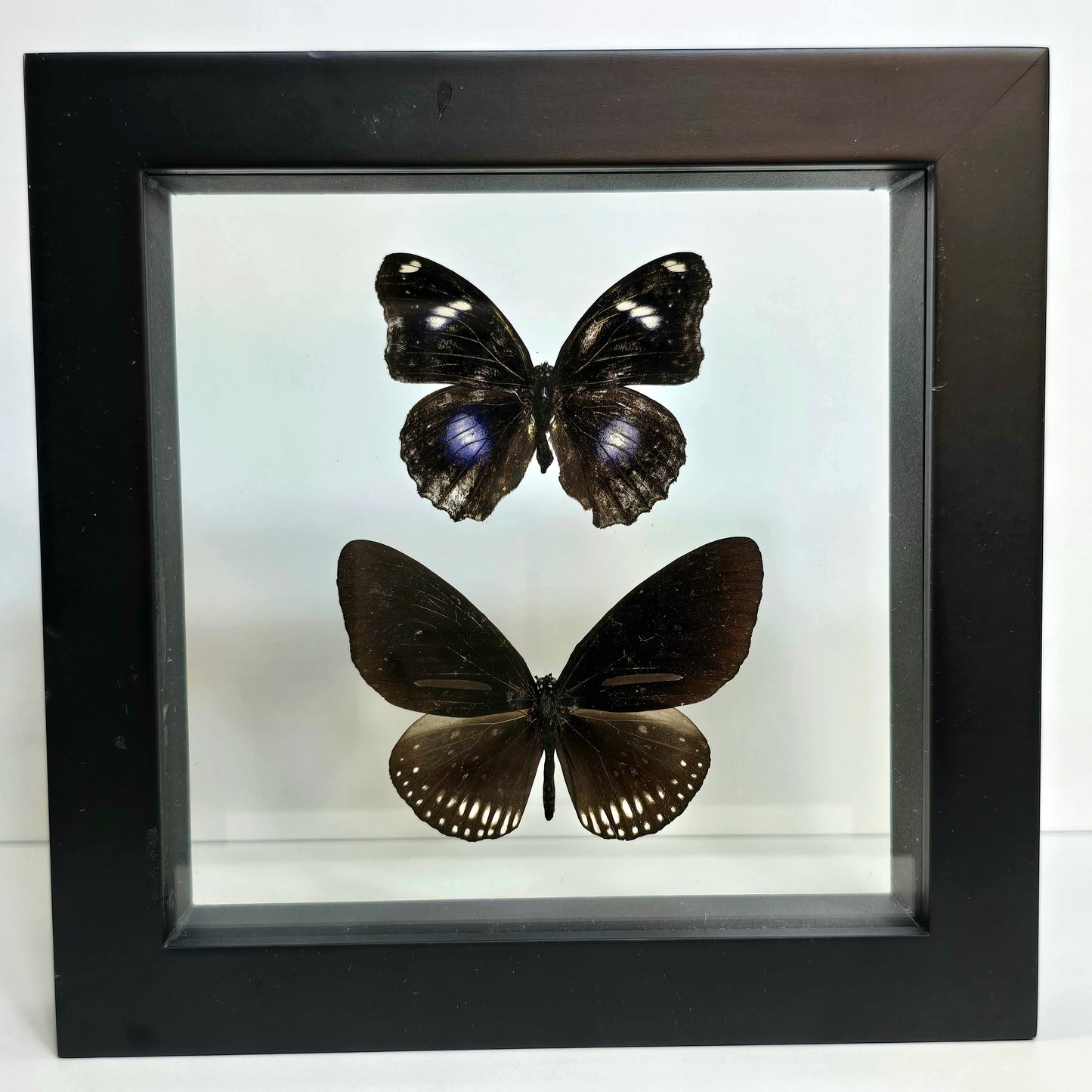 Blue Moon Butterfly & Striped Blue Crow Butterfly Pair Shadow Box Frame