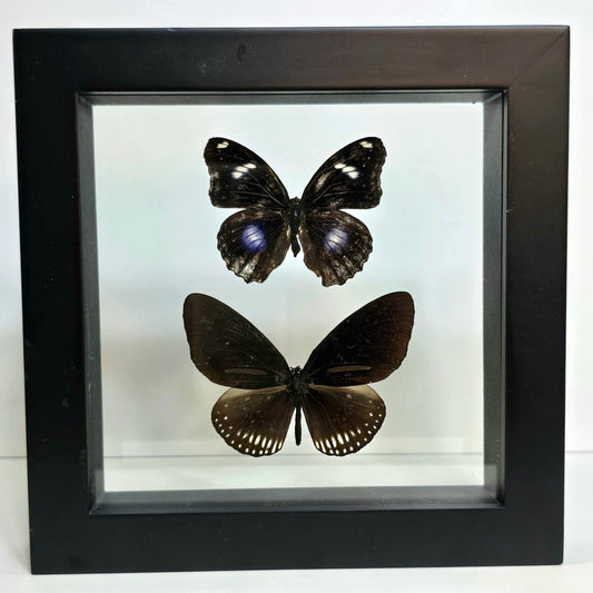 Blue Moon Butterfly & Striped Blue Crow Butterfly Pair Shadow Box Frame