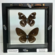 Load image into Gallery viewer, Blue Moon Butterfly &amp; Striped Blue Crow Butterfly Pair Shadow Box Frame
