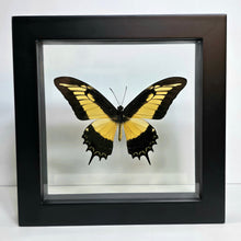 Load image into Gallery viewer, Queen Swallowtail Butterfly Shadow Box Frame
