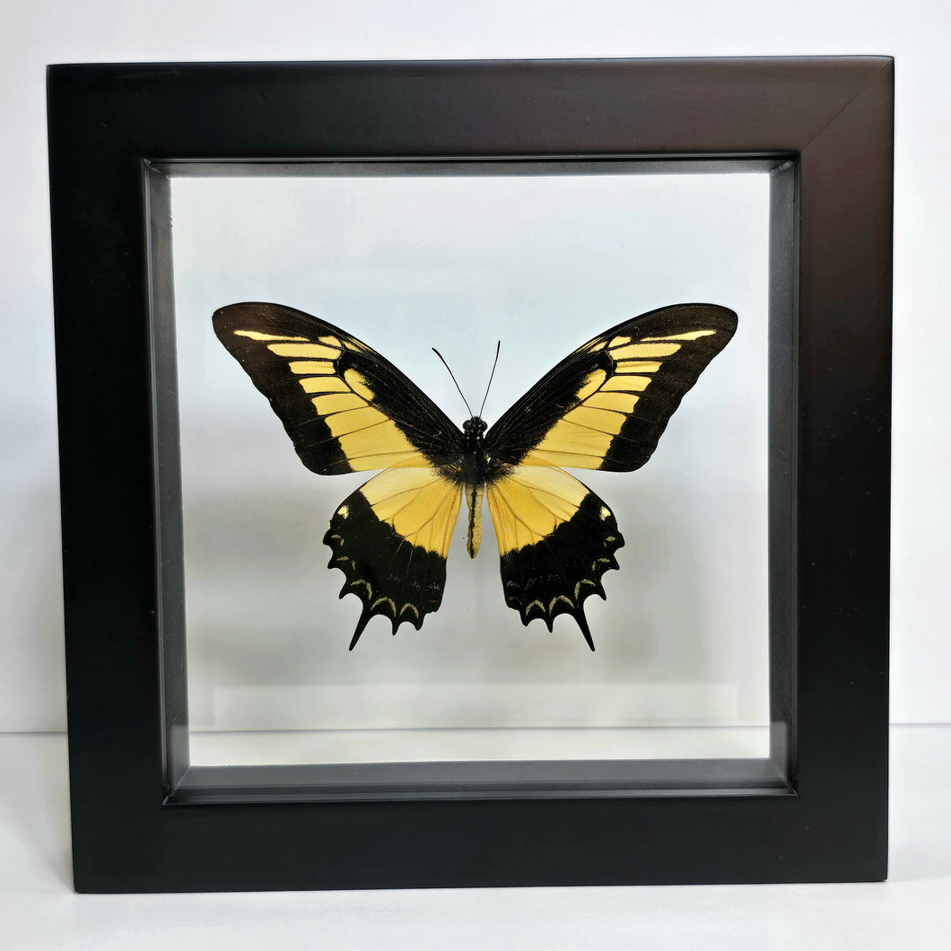 Queen Swallowtail Butterfly Shadow Box Frame