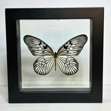 Load image into Gallery viewer, Blanchard&#39;s Ghost Butterfly Shadow Box Frame

