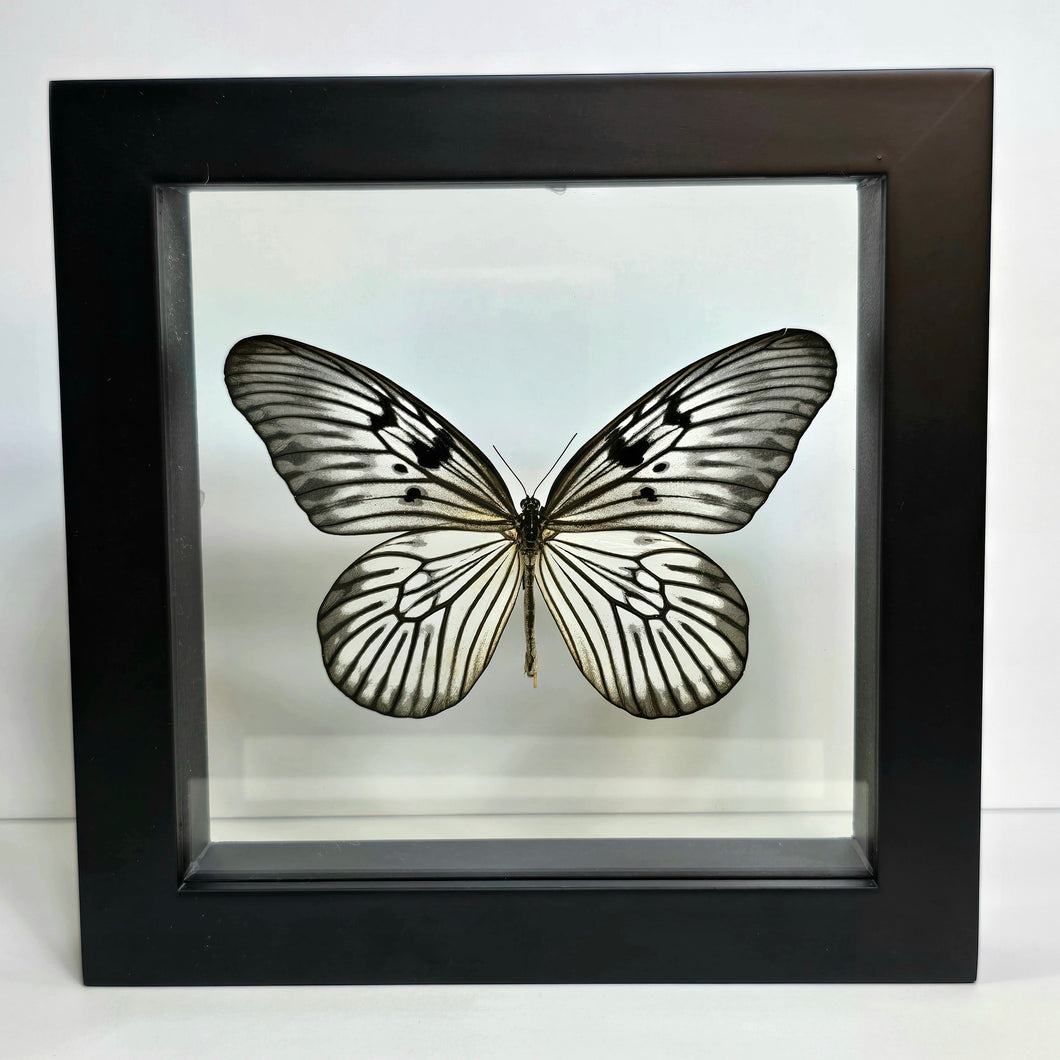 Blanchard's Ghost Butterfly Shadow Box Frame