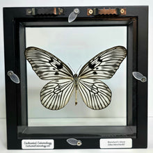 Load image into Gallery viewer, Blanchard&#39;s Ghost Butterfly Shadow Box Frame
