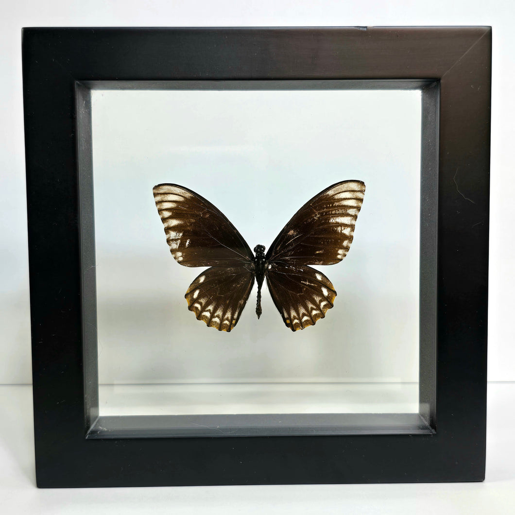 Common Mime Subspecies Butterfly Shadow Box Frame