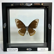Load image into Gallery viewer, Common Mime Subspecies Butterfly Shadow Box Frame
