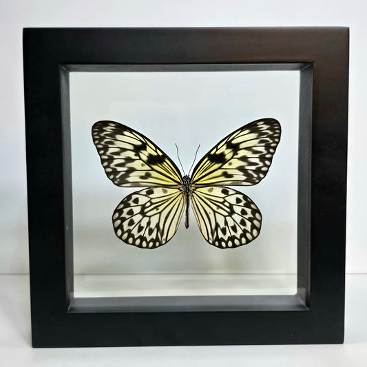 Paper Kite Butterfly Shadow Box Frame