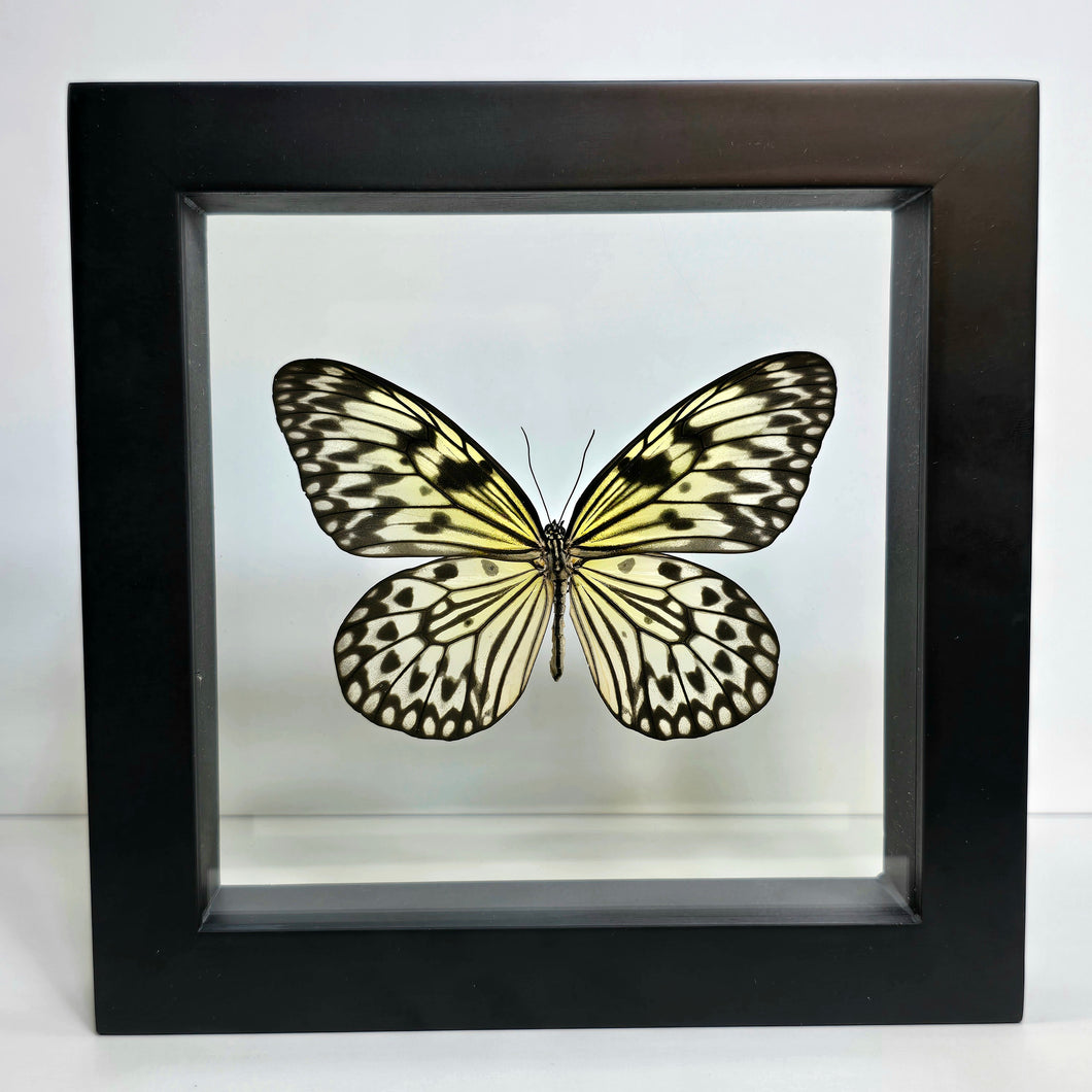 Paper Kite Butterfly Shadow Box Frame