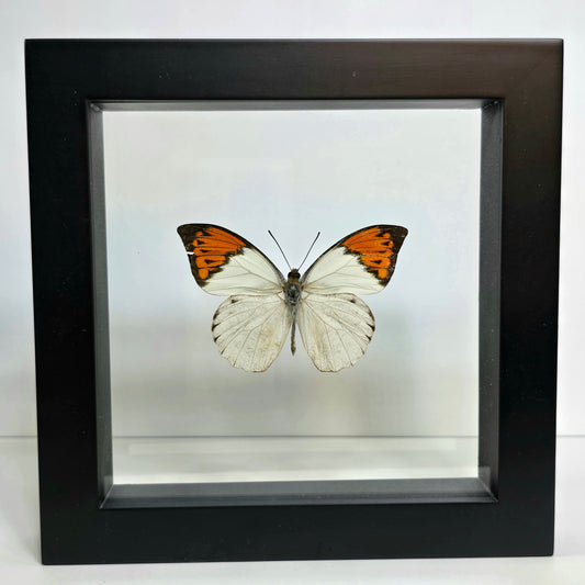 Great Orange-tip Butterfly Shadow Box Frame