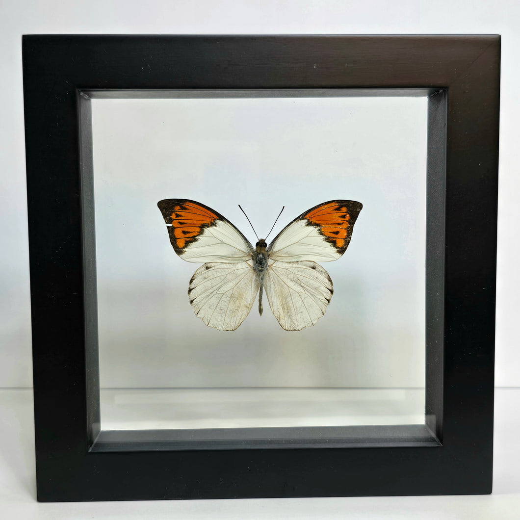 Great Orange-tip Butterfly Shadow Box Frame