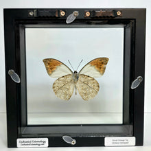 Load image into Gallery viewer, Great Orange-tip Butterfly Shadow Box Frame
