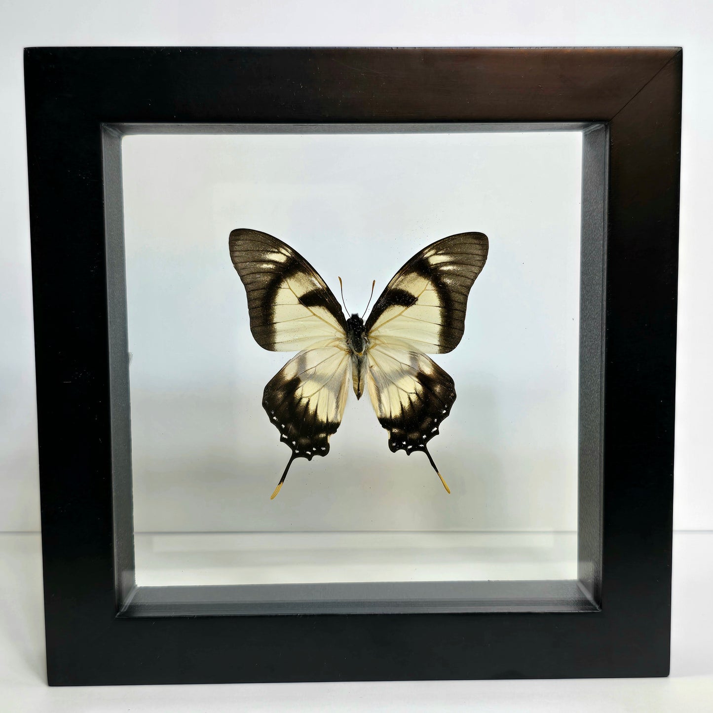 Dolicaon Kite Swallowtail Butterfly Shadow Box Frame