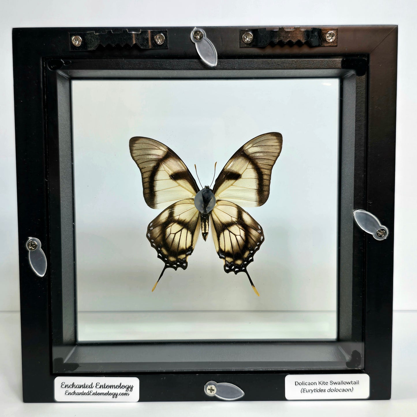 Dolicaon Kite Swallowtail Butterfly Shadow Box Frame