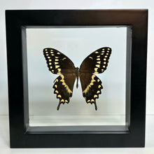 Load image into Gallery viewer, Laurel Swallowtail Butterfly Shadow Box Frame

