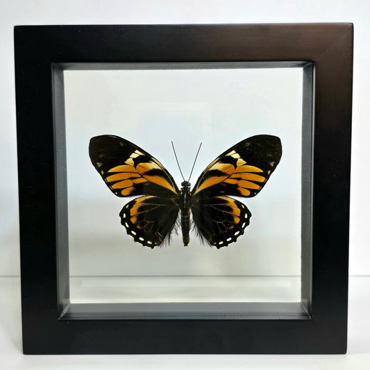 Tiger Butterfly Shadow Box Frame