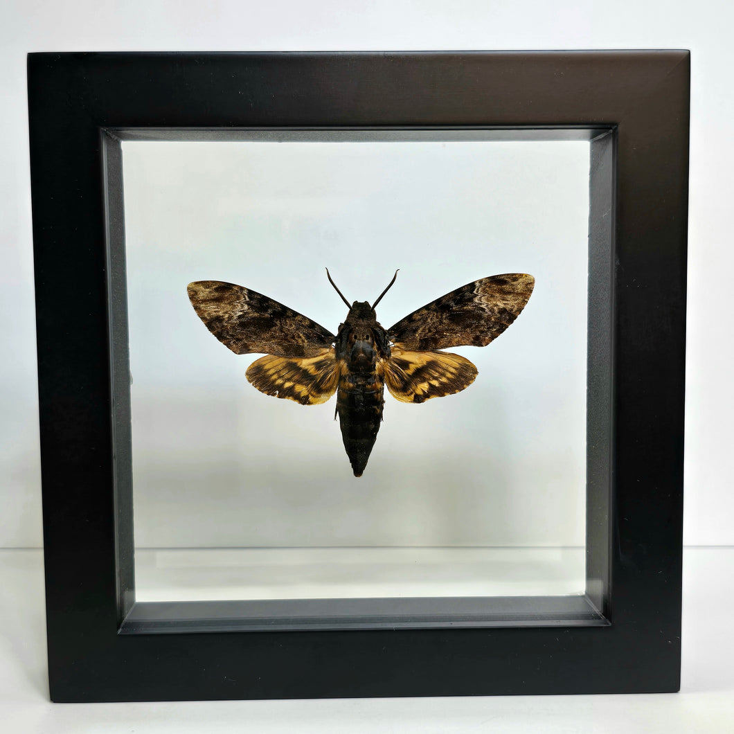 African Death's-head Moth Shadow Box Frame