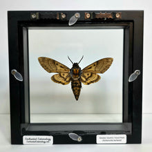 Load image into Gallery viewer, African Death&#39;s-head Moth Shadow Box Frame
