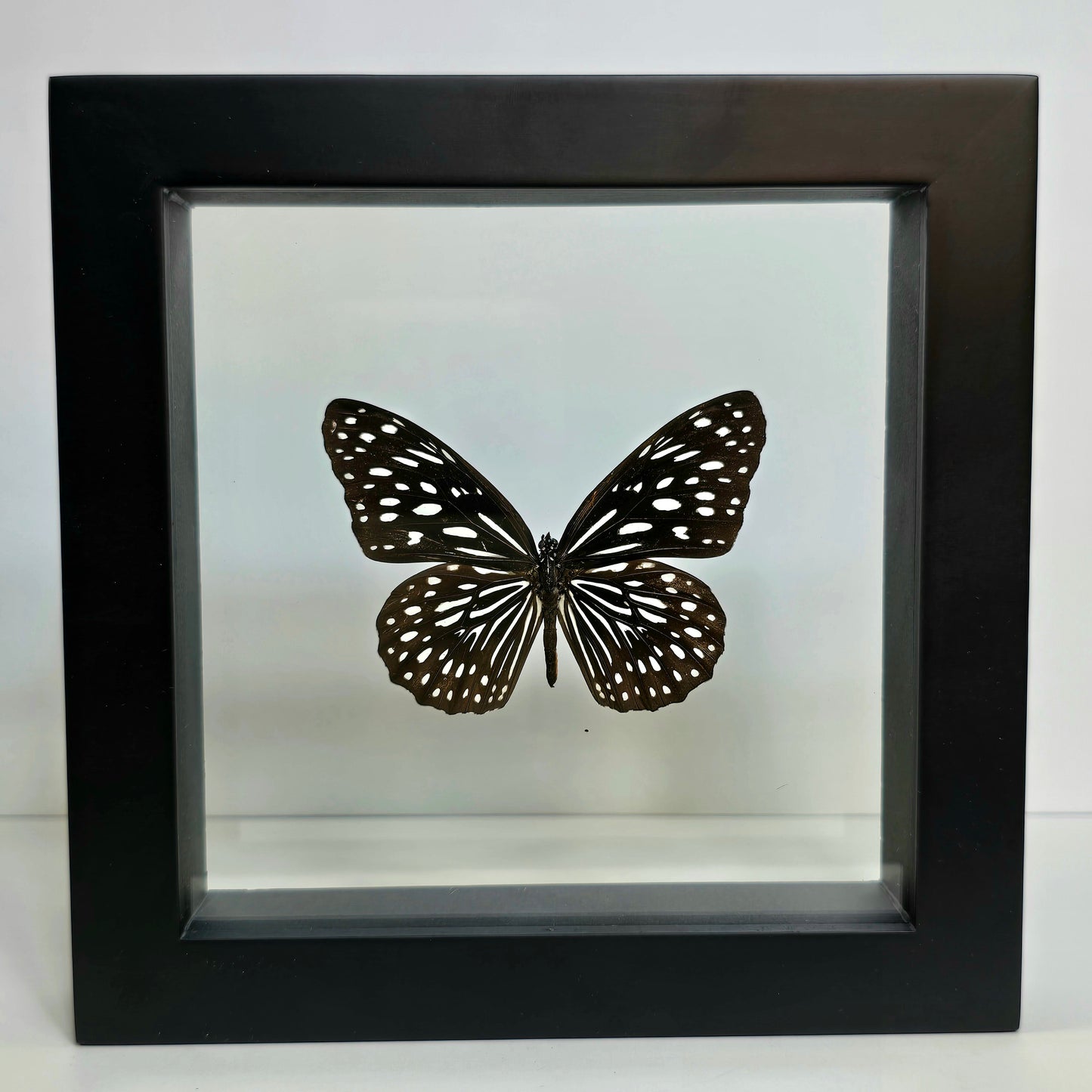 Blue Tiger Butterfly Shadow Box Frame