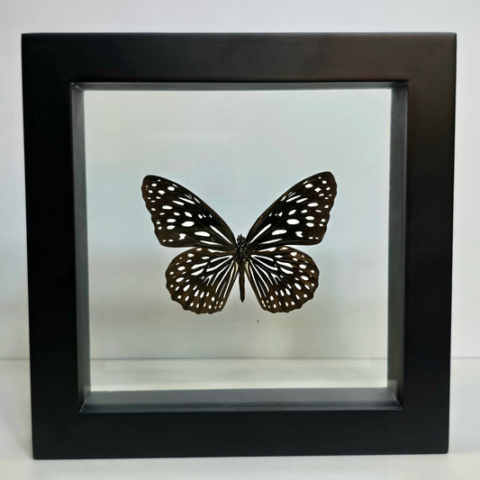 Blue Tiger Butterfly Shadow Box Frame