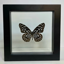 Load image into Gallery viewer, Blue Tiger Butterfly Shadow Box Frame
