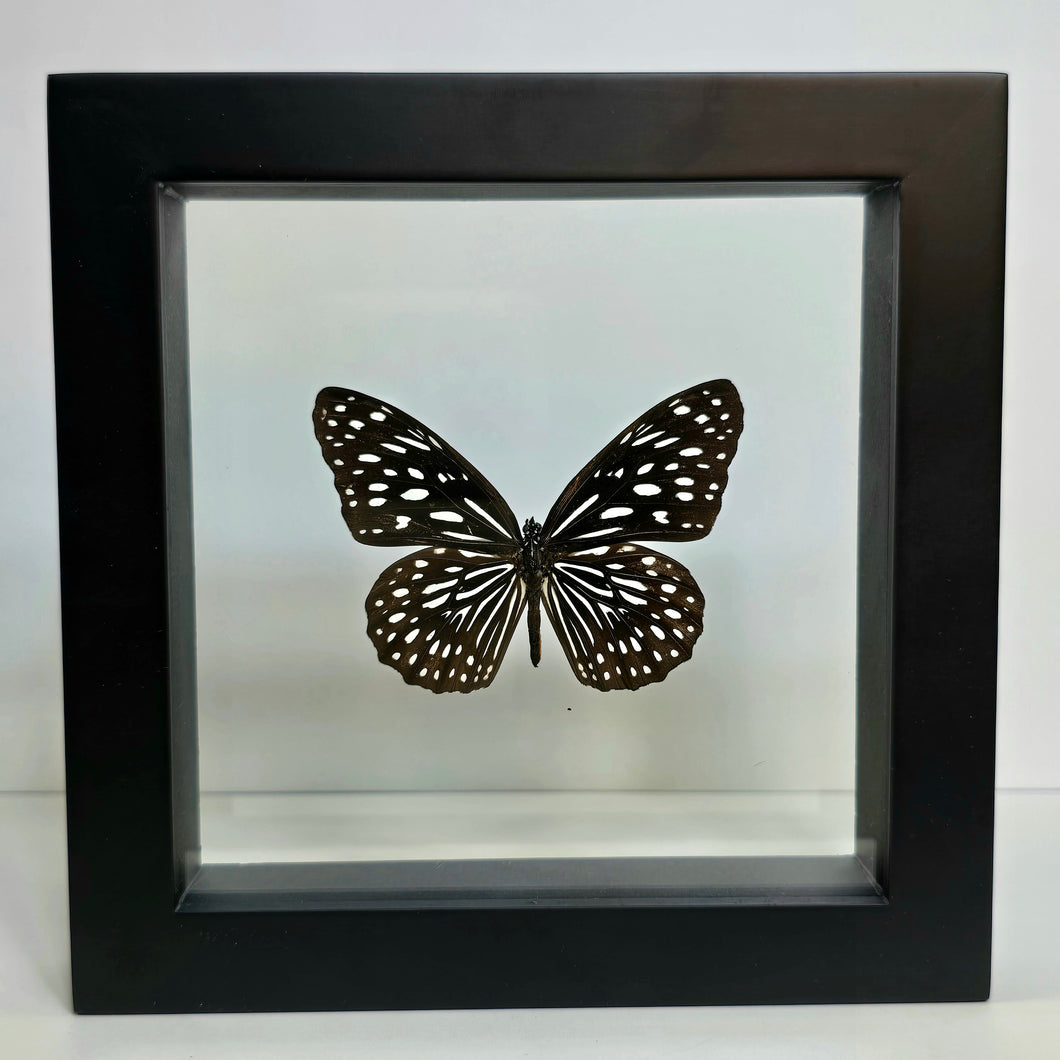 Blue Tiger Butterfly Shadow Box Frame