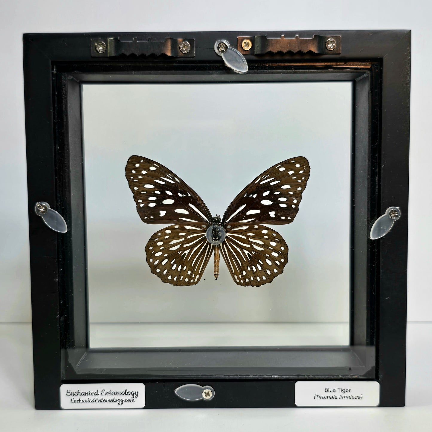 Blue Tiger Butterfly Shadow Box Frame