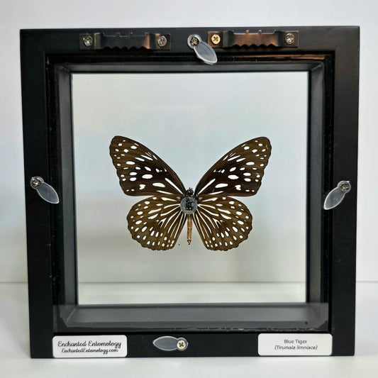 Blue Tiger Butterfly Shadow Box Frame