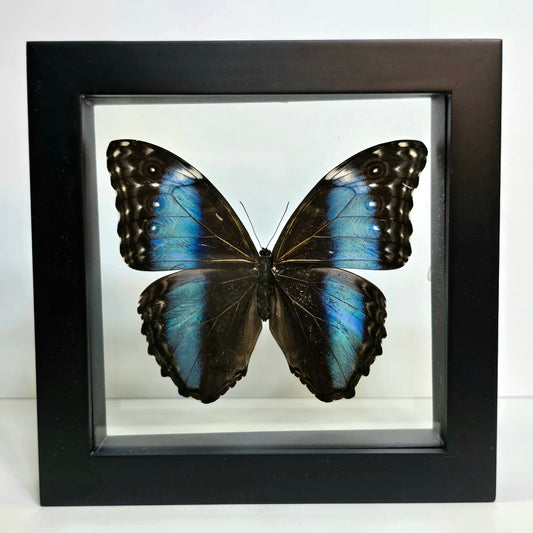 Blue-Banded Morpho Butterfly Shadow Box Frame