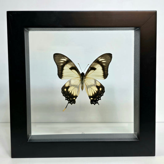 Dolicaon Kite Swallowtail Butterfly Shadow Box Frame