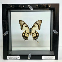 Load image into Gallery viewer, Dolicaon Kite Swallowtail Butterfly Shadow Box Frame
