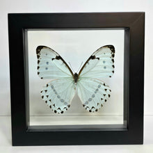 Load image into Gallery viewer, Mint Morpho Butterfly Shadow Box Frame
