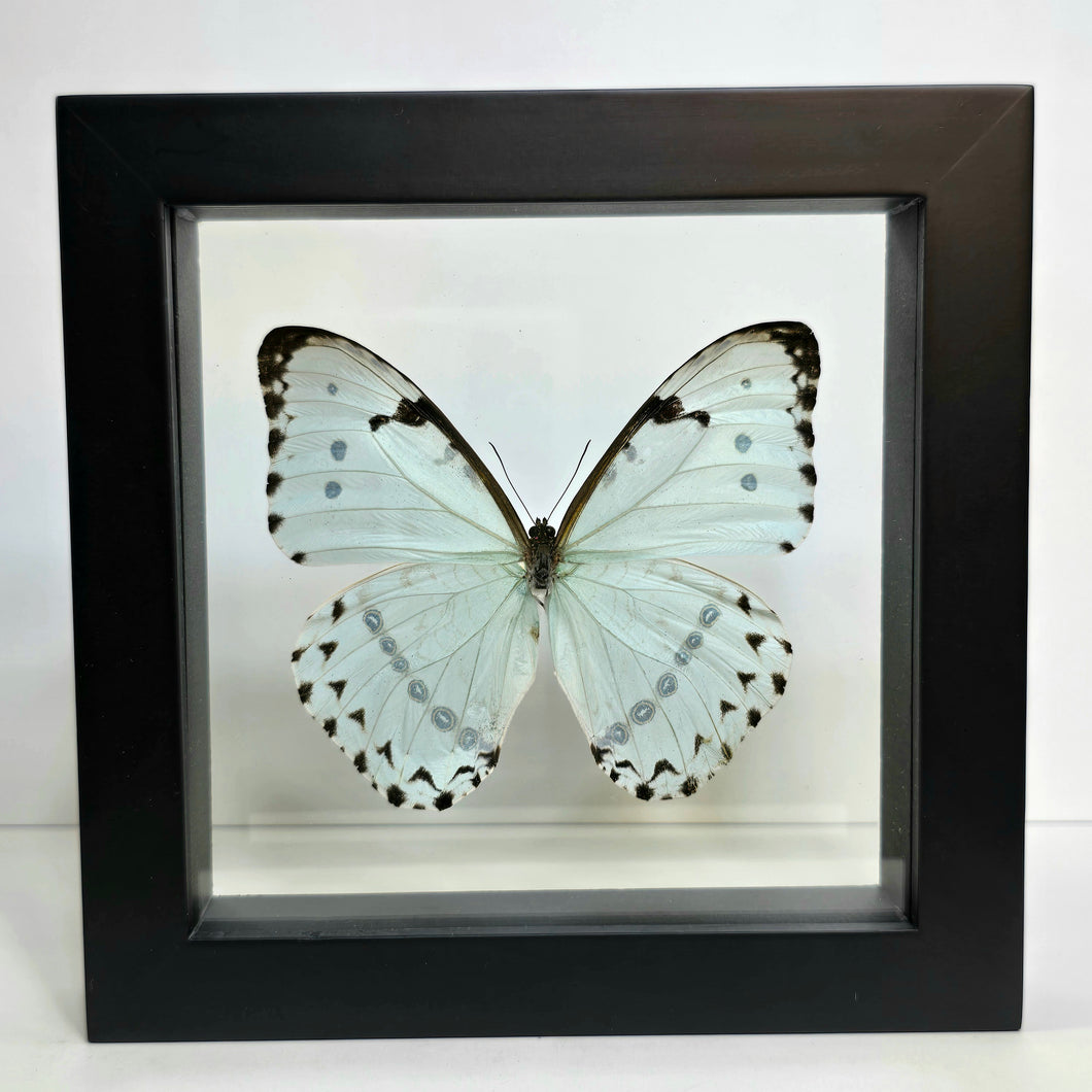 Mint Morpho Butterfly Shadow Box Frame
