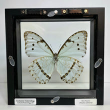 Load image into Gallery viewer, Mint Morpho Butterfly Shadow Box Frame
