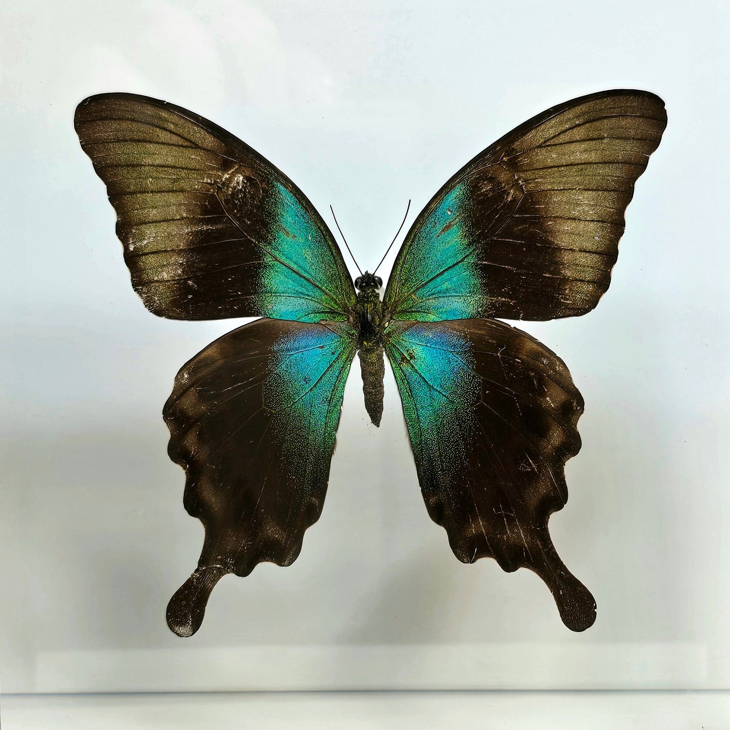 Swift Swallowtail Butterfly Pinning Class - Friday 7/24/26 at 6pm