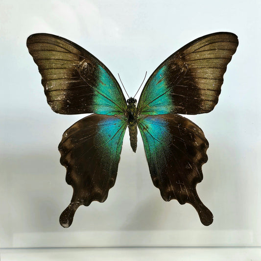 Swift Swallowtail Butterfly Pinning Class - Friday 7/24/26 at 6pm
