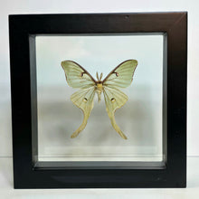 Load image into Gallery viewer, Luna Moth (Male) Shadow Box Frame
