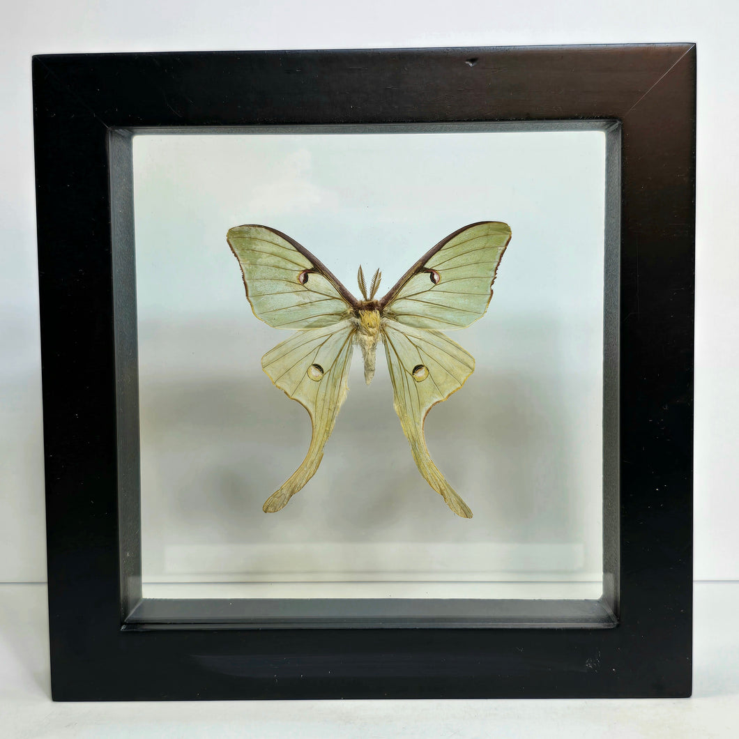 Luna Moth (Male) Shadow Box Frame