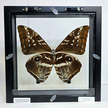 Load image into Gallery viewer, Cisseis Morpho Butterfly Shadow Box Frame
