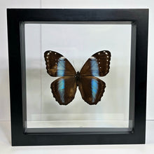 Load image into Gallery viewer, Blue-Banded Morpho Butterfly Shadow Box Frame
