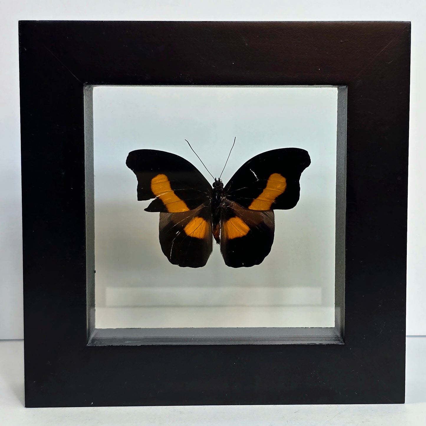 Orange-Banded Shoemaker Butterfly Shadow Box Frame