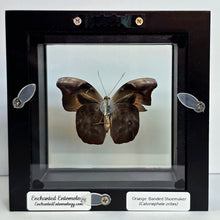 Load image into Gallery viewer, Orange-Banded Shoemaker Butterfly Shadow Box Frame
