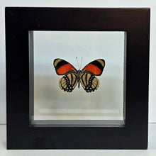 Load image into Gallery viewer, Eight-spotted Numberwing Butterfly Shadow Box Frame
