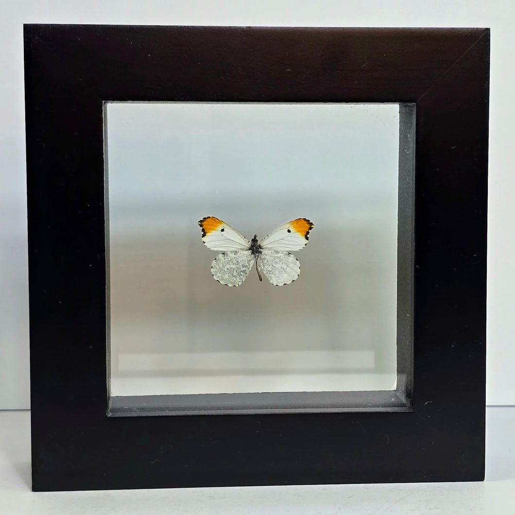 Falcate Orangetip Butterfly Shadow Box Frame