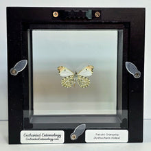 Load image into Gallery viewer, Falcate Orangetip Butterfly Shadow Box Frame
