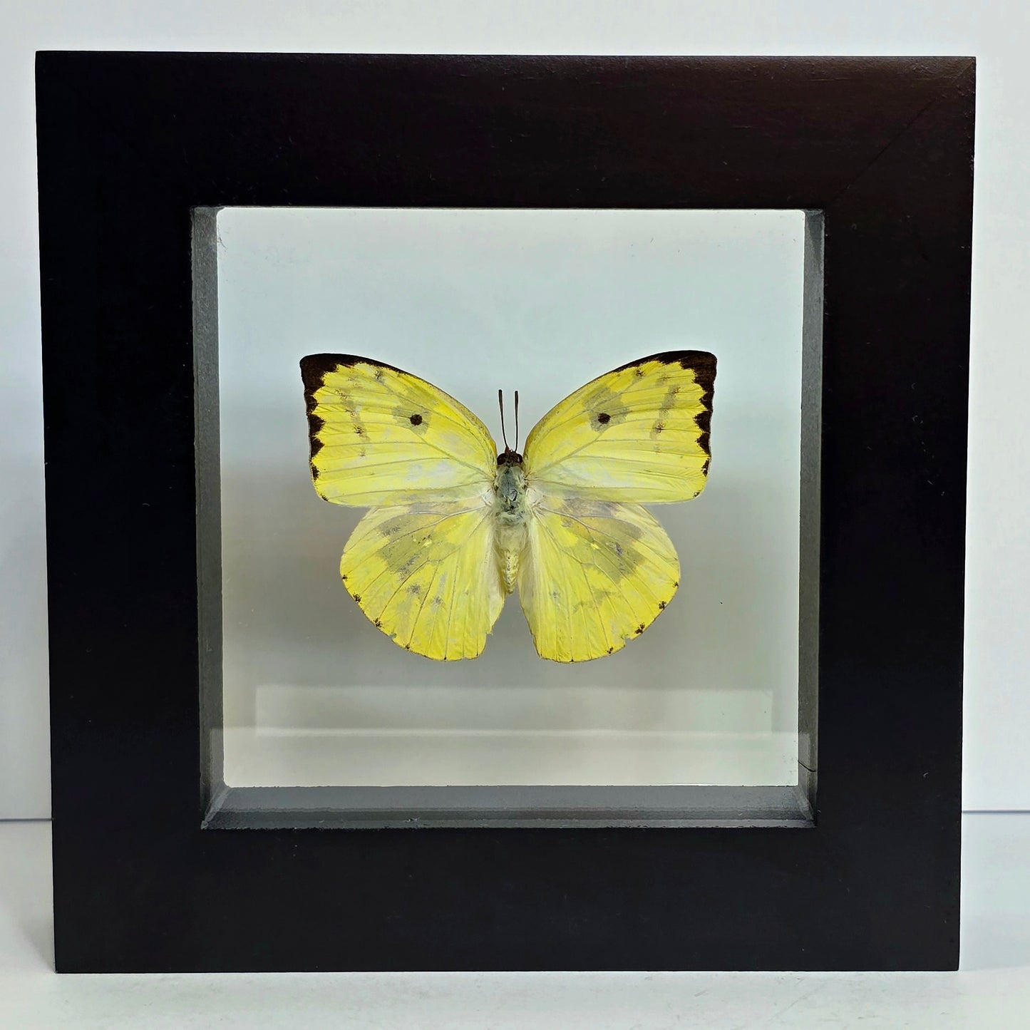 Common Emigrant Butterfly Shadow Box Frame