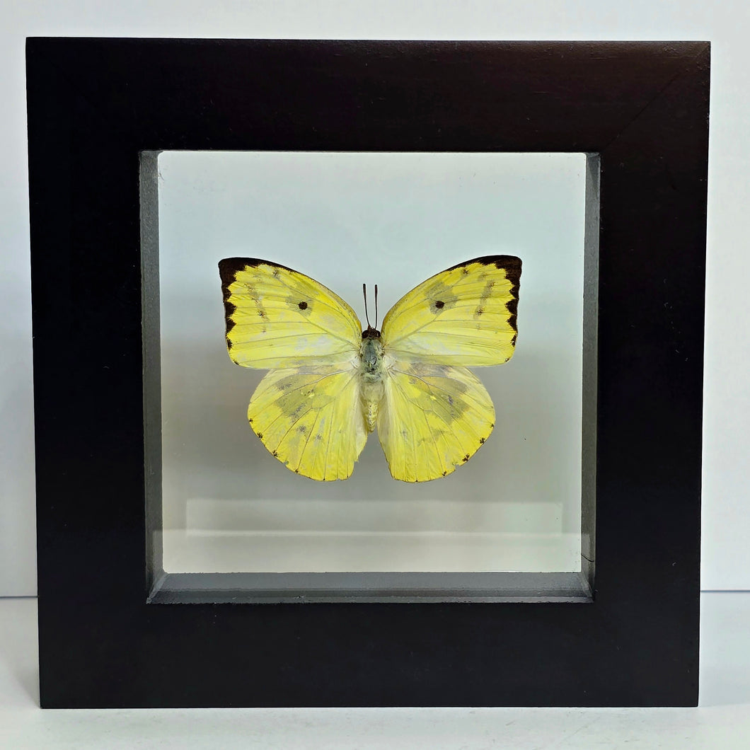 Common Emigrant Butterfly Shadow Box Frame
